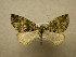  (Hydriomena Sullivan2034 - 10-CRBS-629)  @15 [ ] No Rights Reserved (2010) Unspecified Research Collection of J. B. Sullivan