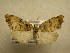 (Clemensia russata - 10-CRBS-672)  @13 [ ] No Rights Reserved (2010) Unspecified Research Collection of J. B. Sullivan