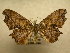  (Epiplema 4713 - 10-CRBS-692)  @14 [ ] No Rights Reserved (2010) Unspecified Research Collection of J. B. Sullivan