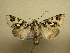  (Dargida albomarginata - 10-CRBS-696)  @14 [ ] No Rights Reserved (2010) Unspecified Research Collection of J. B. Sullivan
