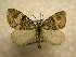  (Hydriomena Sullivan2249 - 10-CRBS-1086)  @14 [ ] No Rights Reserved (2010) James Sullivan Research Collection of J. B. Sullivan
