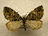  (Hydriomena Sullivan5594 - 10-CRBS-1088)  @15 [ ] No Rights Reserved (2010) James Sullivan Research Collection of J. B. Sullivan
