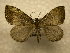  (Hydriomena sp. CR-35 - 10-CRBS-1089)  @11 [ ] No Rights Reserved (2010) James Sullivan Research Collection of J. B. Sullivan