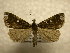  (Rejectaria amicalisSullivan4354 - 10-CRBS-1121)  @13 [ ] No Rights Reserved (2010) James Sullivan Research Collection of J. B. Sullivan