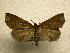  (Rejectaria rosimonalisDHJ01 - 10-CRBS-1126)  @13 [ ] No Rights Reserved (2010) James Sullivan Research Collection of J. B. Sullivan