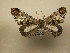  (Macrosoma intermedia - 10-CRBS-1149)  @13 [ ] No Rights Reserved (2010) James Sullivan Research Collection of J. B. Sullivan