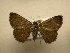  (Prosoparia estella - 10-CRBS-1292)  @13 [ ] No Rights Reserved (2010) James Sullivan Research Collection of J. B. Sullivan