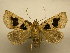  (Athyrma romacki - 10-CRBS-1398)  @15 [ ] No Rights Reserved (2010) James Sullivan Research Collection of J. B. Sullivan