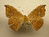  (Oxydia geminata - 10-CRBS-1657)  @14 [ ] No Rights Reserved (2010) James Sullivan Research Collection of J. B. Sullivan