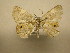  (Opisthoxia Sullivan5821 - 10-CRBS-1895)  @13 [ ] No Rights Reserved (2010) James Sullivan Research Collection of J. B. Sullivan