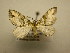  (Psaliodes plumbescens - 10-CRBS-1999)  @13 [ ] No Rights Reserved (2010) James Sullivan Research Collection of J. B. Sullivan