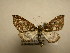  (Psaliodes tripitaDHJ01 - 10-CRBS-2011)  @14 [ ] No Rights Reserved (2010) James Sullivan Research Collection of J. B. Sullivan