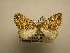 (Psaliodes Sullivan9341 - 10-CRBS-2013)  @13 [ ] No Rights Reserved (2010) James Sullivan Research Collection of J. B. Sullivan