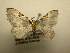  (Psaliodes crassinota9342 - 10-CRBS-2018)  @13 [ ] No Rights Reserved (2010) James Sullivan Research Collection of J. B. Sullivan