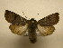  (Eriopyga infernalisSullivan4854 - 10-CRBS-2073)  @14 [ ] No Rights Reserved (2010) James Sullivan Research Collection of J. B. Sullivan