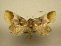  (Chalcoecia gloria - 10-CRBS-2379)  @14 [ ] No Rights Reserved (2010) James Sullivan Research Collection of J. B. Sullivan