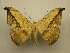  (Oxydia platyptera - 11-CRBS-0207)  @13 [ ] No Rights Reserved  JB Sullivan Unspecified