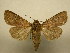  (Eriopyga limonis - 11-CRBS-0319)  @15 [ ] No Rights Reserved (2010) James Sullivan Research Collection of J. B. Sullivan