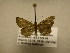  (Ostha BioLep578 - 11-CRBS-717)  @14 [ ] No Rights Reserved (2010) James Sullivan Research Collection of J. B. Sullivan