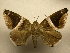  (Bastilla expedians7295 - 11-CRBS-727)  @15 [ ] No Rights Reserved (2010) James Sullivan Research Collection of J. B. Sullivan