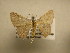  (Pleuroprucha Malaise818 - 11-CRBS-1039)  @14 [ ] No Rights Reserved (2010) James Sullivan Research Collection of J. B. Sullivan