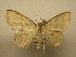  (Semaeopus Janzen216 - 11-CRBS-1057)  @14 [ ] No Rights Reserved (2010) James Sullivan Research Collection of J. B. Sullivan