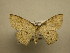  (Semaeopus Janzen217 - 11-CRBS-1059)  @14 [ ] No Rights Reserved (2010) James Sullivan Research Collection of J. B. Sullivan