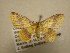  (Eois sp. CR33 - 11-CRBS-1446)  @11 [ ] No Rights Reserved  J. B. Sullivan Unspecified
