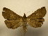  (Rejectaria villosa - 11-CRBS-1824)  @14 [ ] No Rights Reserved (2010) James Sullivan Research Collection of J. B. Sullivan