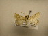  (Atopomorpha - 11-CRBS-2206)  @12 [ ] No Rights Reserved (2010) James Sullivan Research Collection of J. B. Sullivan