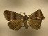  (Rejectaria lysandriaDHJ03 - 11-CRBS-2209)  @13 [ ] No Rights Reserved (2010) James Sullivan Research Collection of J. B. Sullivan