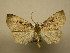  (Perigea Sullivan2786 - 11-CRBS-2389)  @12 [ ] No Rights Reserved (2011) JB Sullivan Research Collection of J. B. Sullivan