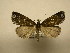  (Rejectaria amicalisSullivan5719 - 11-CRBS-2414)  @13 [ ] No Rights Reserved (2011) JB Sullivan Research Collection of J. B. Sullivan