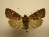  (Eriopyga Sullivan1787 - 11-CRBS-2427)  @12 [ ] No Rights Reserved (2011) JB Sullivan Research Collection of J. B. Sullivan