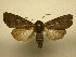  (Eriopyga Sullivan4856 - 11-CRBS-2545)  @14 [ ] No Rights Reserved (2011) JB Sullivan Research Collection of J. B. Sullivan