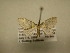  (Psaliodes Sullivan7982 - 11-CRBS-2844)  @12 [ ] No Rights Reserved (2011) JB Sullivan Research Collection of J. B. Sullivan