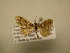  (Psaliodes BioLep556 - 11-CRBS-2856)  @13 [ ] No Rights Reserved (2011) JB Sullivan Research Collection of J. B. Sullivan