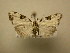  (Manoba mesographa - 11-CRBS-2920)  @14 [ ] No Rights Reserved (2011) JB Sullivan Research Collection of J. B. Sullivan