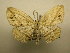  (Eusarca flexilis CR2 - 12-CRBS-225)  @13 [ ] No Rights Reserved (2012) JB Sullivan Research Collection of J.B. Sullivan