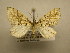  (Psaliodes Sullivan7287 - 12-CRBS-412)  @14 [ ] No Rights Reserved (2012) JB Sullivan Research Collection of J.B. Sullivan