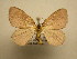  (Psaliodes Malaise7286 - 12-CRBS-423)  @14 [ ] No Rights Reserved (2012) JB Sullivan Research Collection of J.B. Sullivan