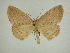  (Eusarca deoiaSullivan1237 - 13-CRBS-010)  @14 [ ] No Rights Reserved (2013) James Sullivan Research Collection of J. B. Sullivan