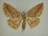  (Eusarca deoiaSullivan6270 - 13-CRBS-011)  @14 [ ] No Rights Reserved (2013) James Sullivan Research Collection of J. B. Sullivan