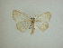  (Sabulodes Sullivan6466 - 13-CRBS-019)  @12 [ ] No Rights Reserved (2013) James Sullivan Research Collection of J. B. Sullivan