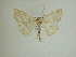  (Sabulodes argeDHJ02 - 13-CRBS-021)  @12 [ ] No Rights Reserved (2013) James Sullivan Research Collection of J. B. Sullivan
