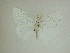  (Caviria reginaDHJ05 - 13-CRBS-085)  @12 [ ] No Rights Reserved (2013) James Sullivan Research Collection of J. B. Sullivan