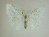  (Caviria reginaDHJ08 - 13-CRBS-086)  @14 [ ] No Rights Reserved (2013) James Sullivan Research Collection of J. B. Sullivan