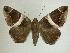  (Dysgonia expediens - 13-CRBS-116)  @14 [ ] No Rights Reserved (2013) James Sullivan Research Collection of J. B. Sullivan