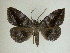  (Gorgone superba - 13-CRBS-124)  @14 [ ] No Rights Reserved (2013) James Sullivan Research Collection of J. B. Sullivan
