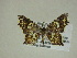  (Eois toporata - 13-CRBS-175)  @14 [ ] No Rights Reserved (2013) James Sullivan Research Collection of J. B. Sullivan